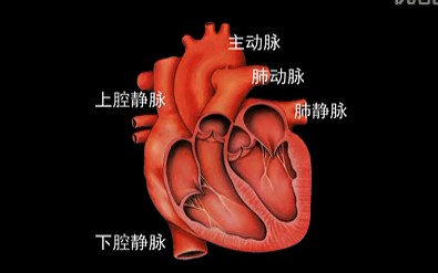 [图]［科普·带你复习初二生物］那些年令你烧脑的心脏知识