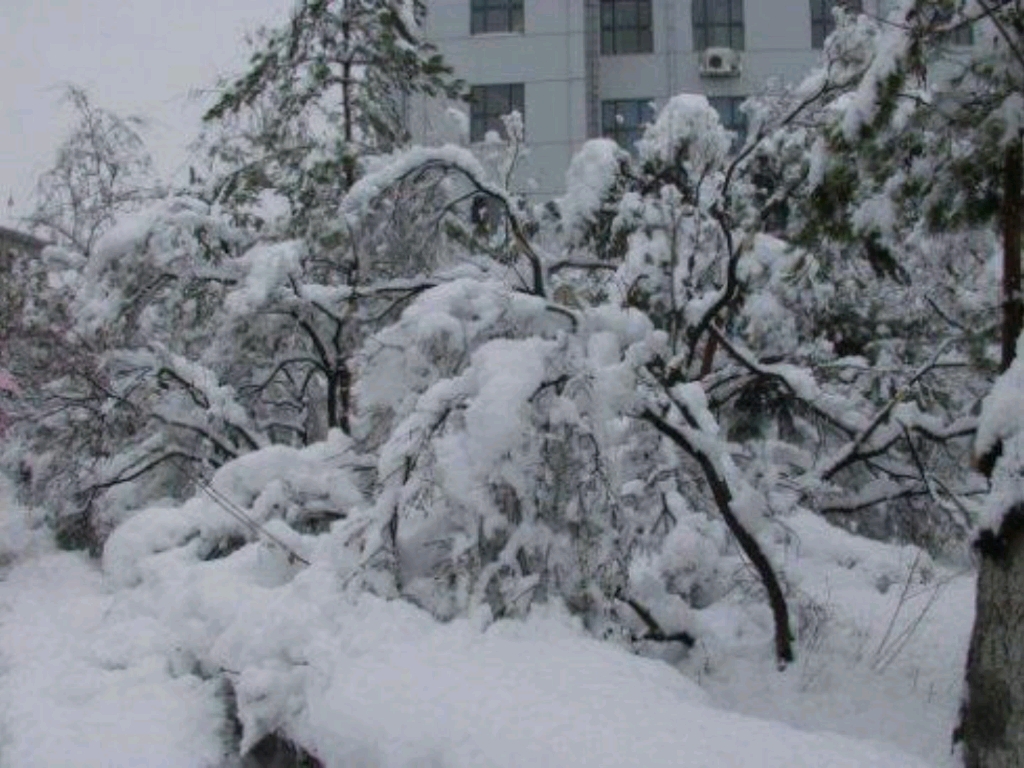 [图]雪落在中国的土地上～～～～20210612