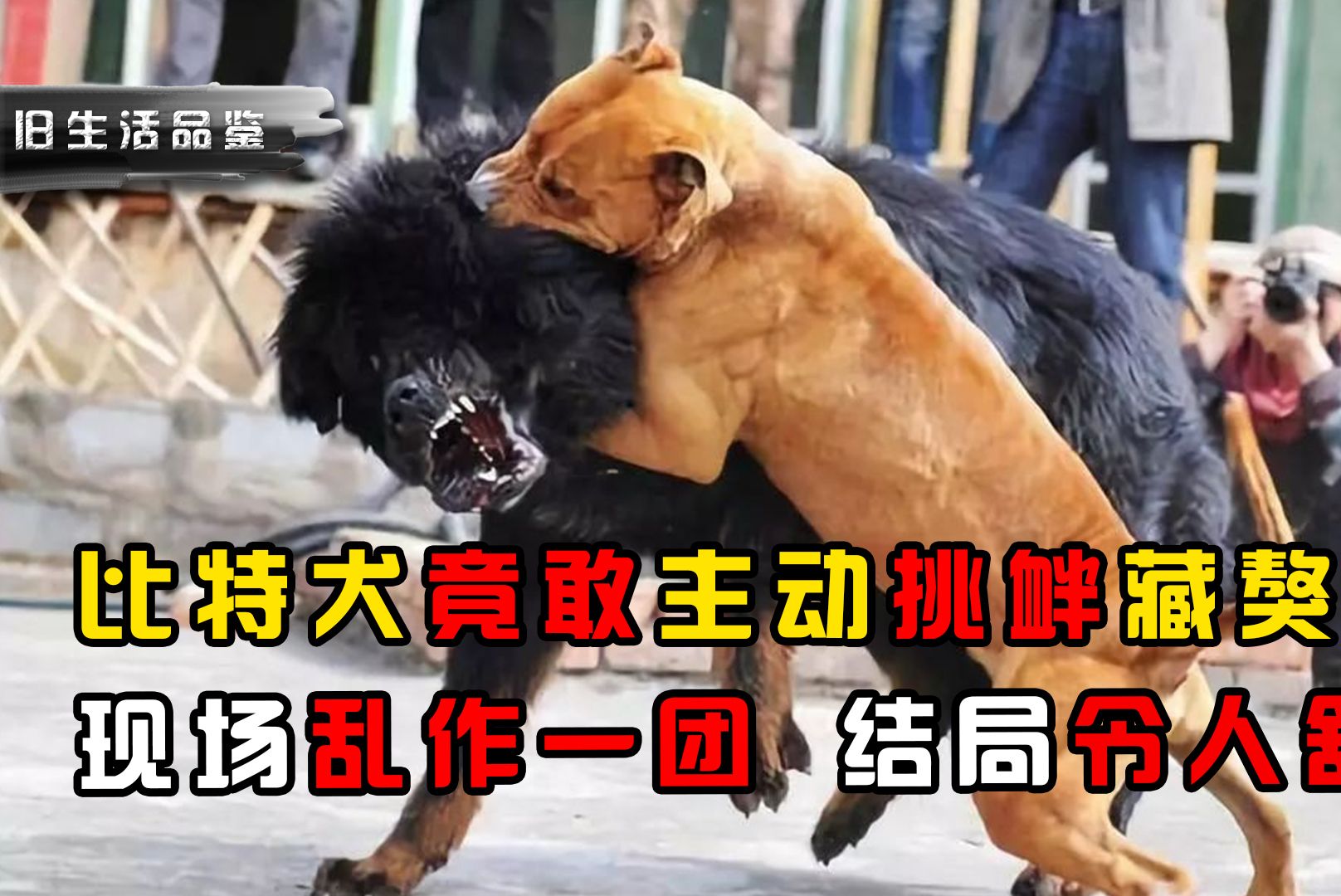 比特犬竟敢主动挑衅藏獒,场面乱作一团,结局令人舒适