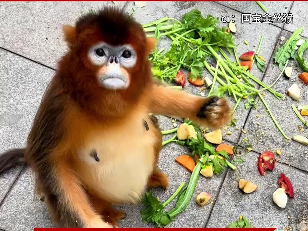 金丝猴食叶猴图片