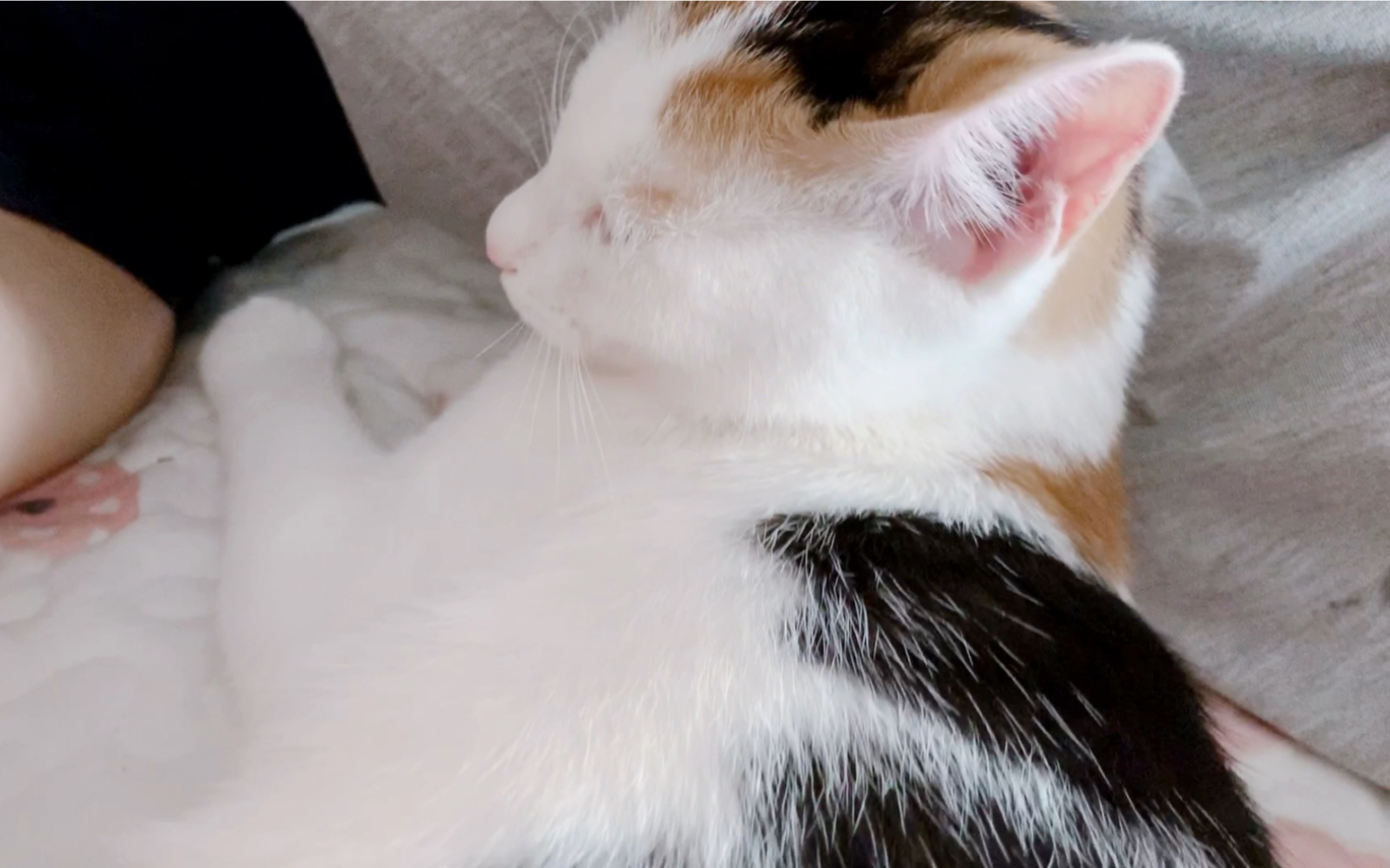 三花猫咪睡懵懵,治愈系小萌宠的软萌时刻~_哔哩哔哩 (゜-゜)つロ 干杯