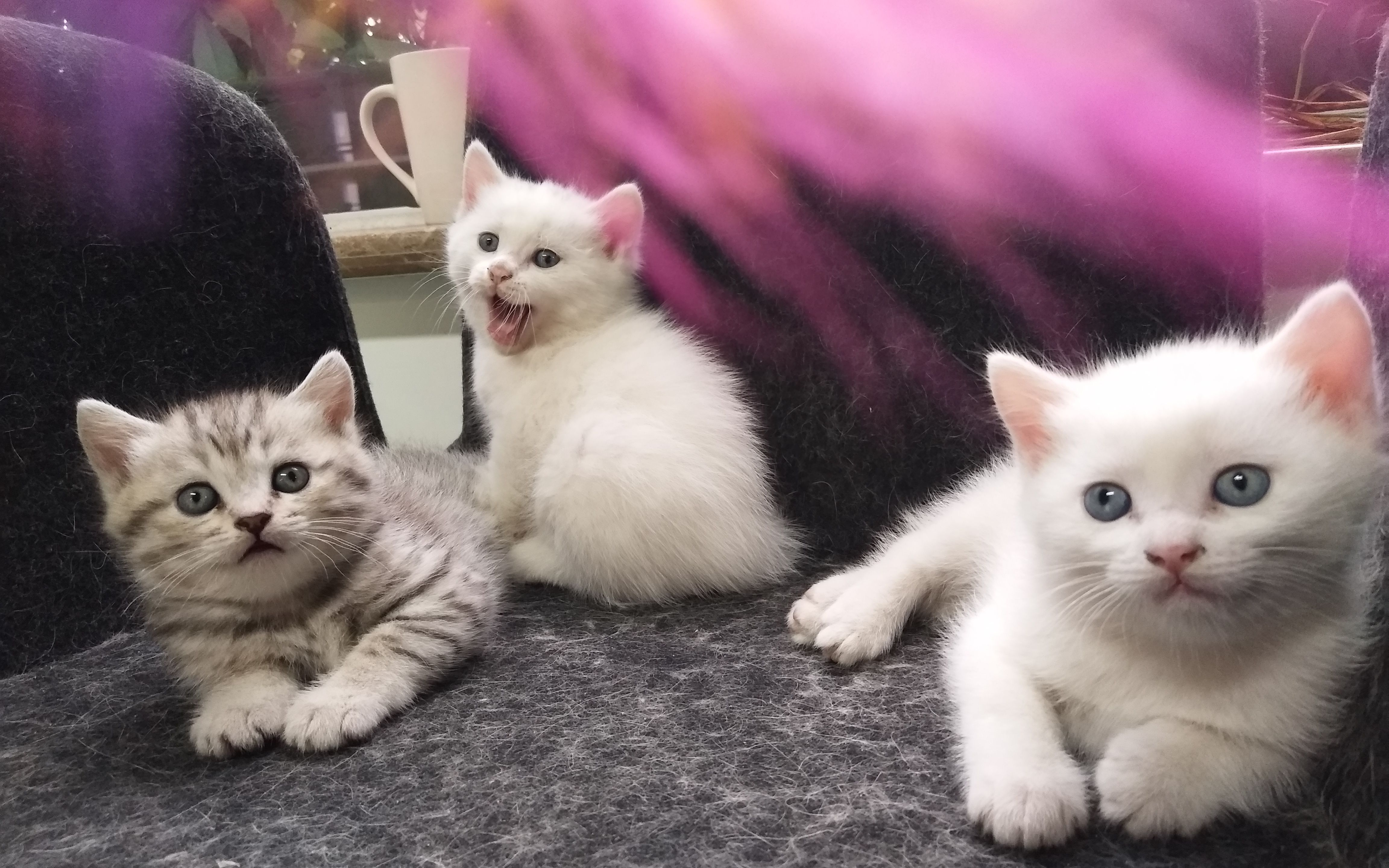 来云吸猫呀,可爱小奶猫和傲娇大胖猫