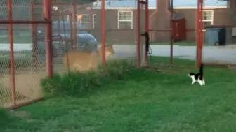 Скачать видео: 獅子貓互動