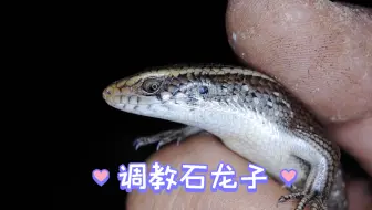 调教多线南蜥（国内最大的一种石龙子）
