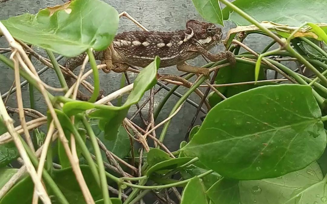 chameleon 变色龙 (biànsè lóng)