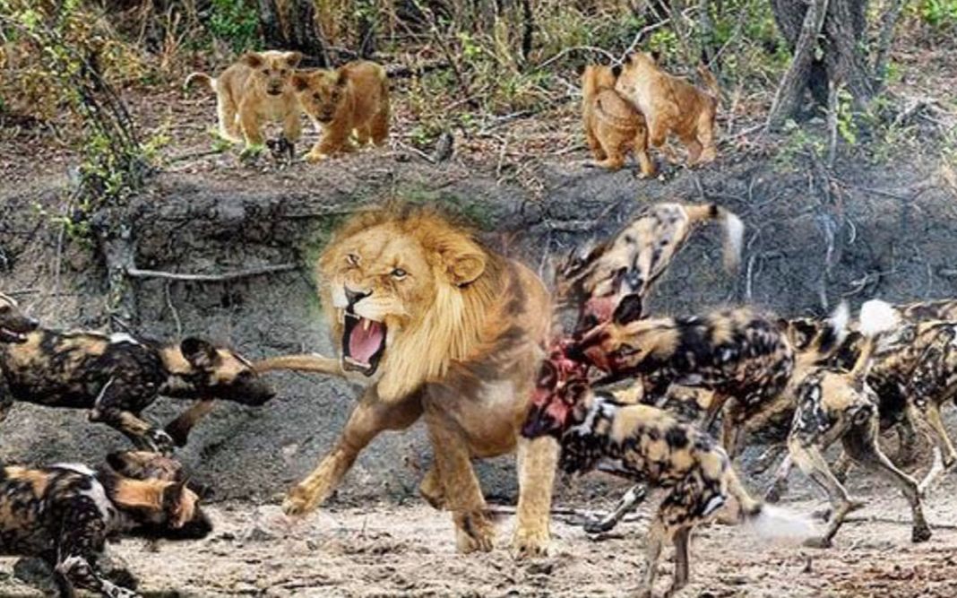 狗胆包天非洲最强的狮子被包围野狗怒上结局到底如何
