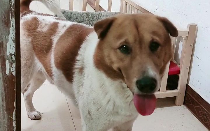 灵犬小黄家宠_20220427-_b站直播_纯净非录屏