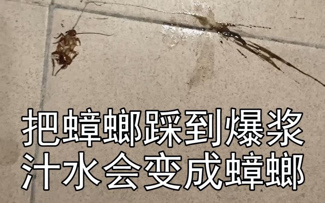 把蟑螂踩爆流出的汁水,到底能不能孵化出小蟑螂呢?不要再以讹传讹了