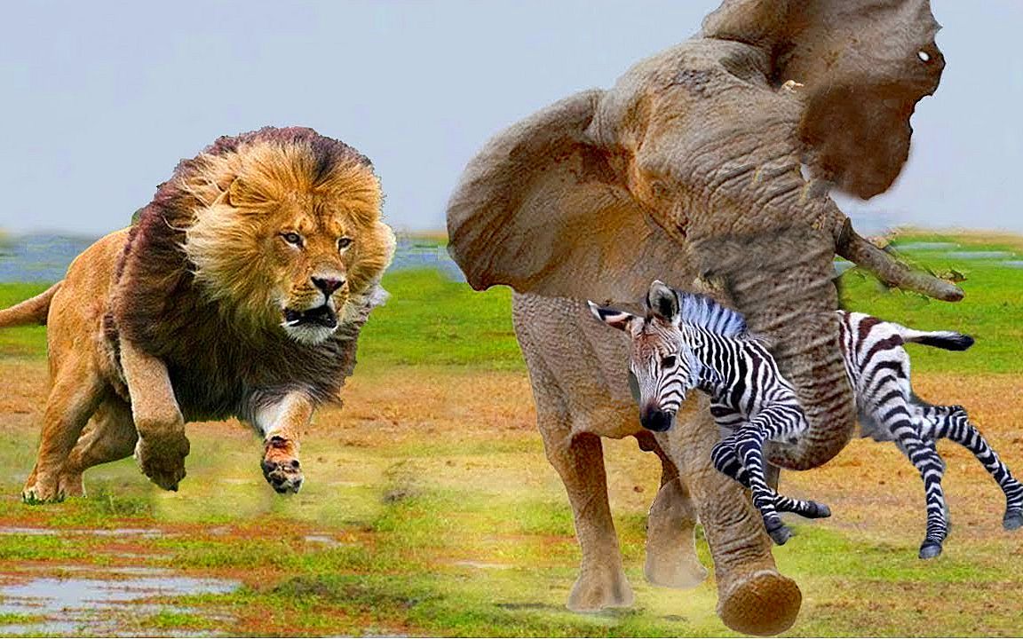 狮子围攻小斑马,紧急时刻大象挺身而出,助小斑马狮口逃生!
