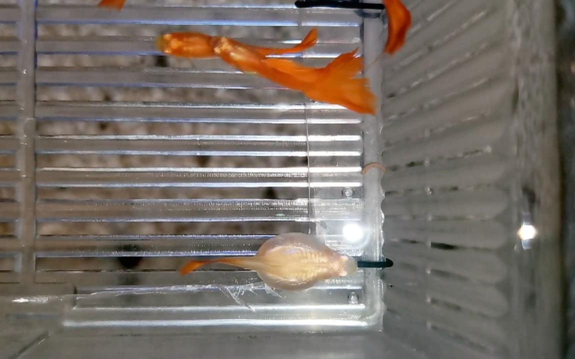 这条长成球的孔雀鱼真的不是腹水炸鳞.请高手看一下它到底怎么了