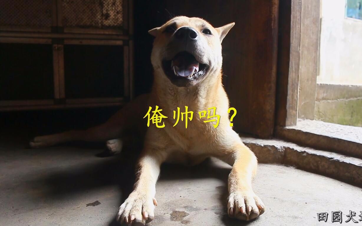 中华田园犬,难道每只阿黄都是逗比吗?这张脸一看就忍不住想笑哔哩哔哩bilibili