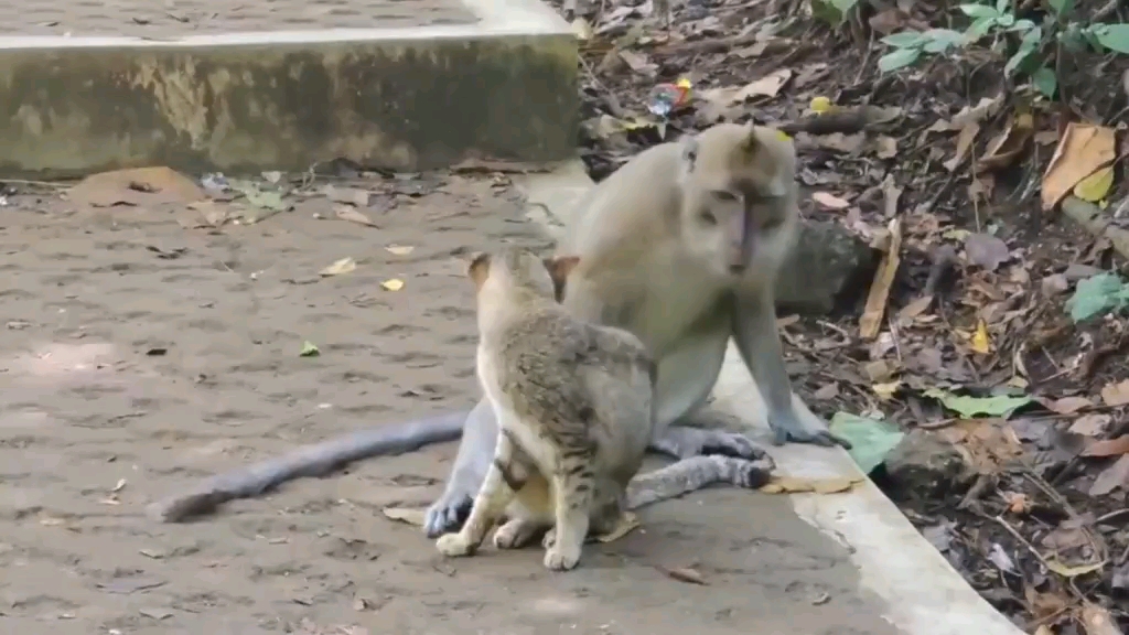 猴子欺负猫咪,猫咪大嘴巴子过去