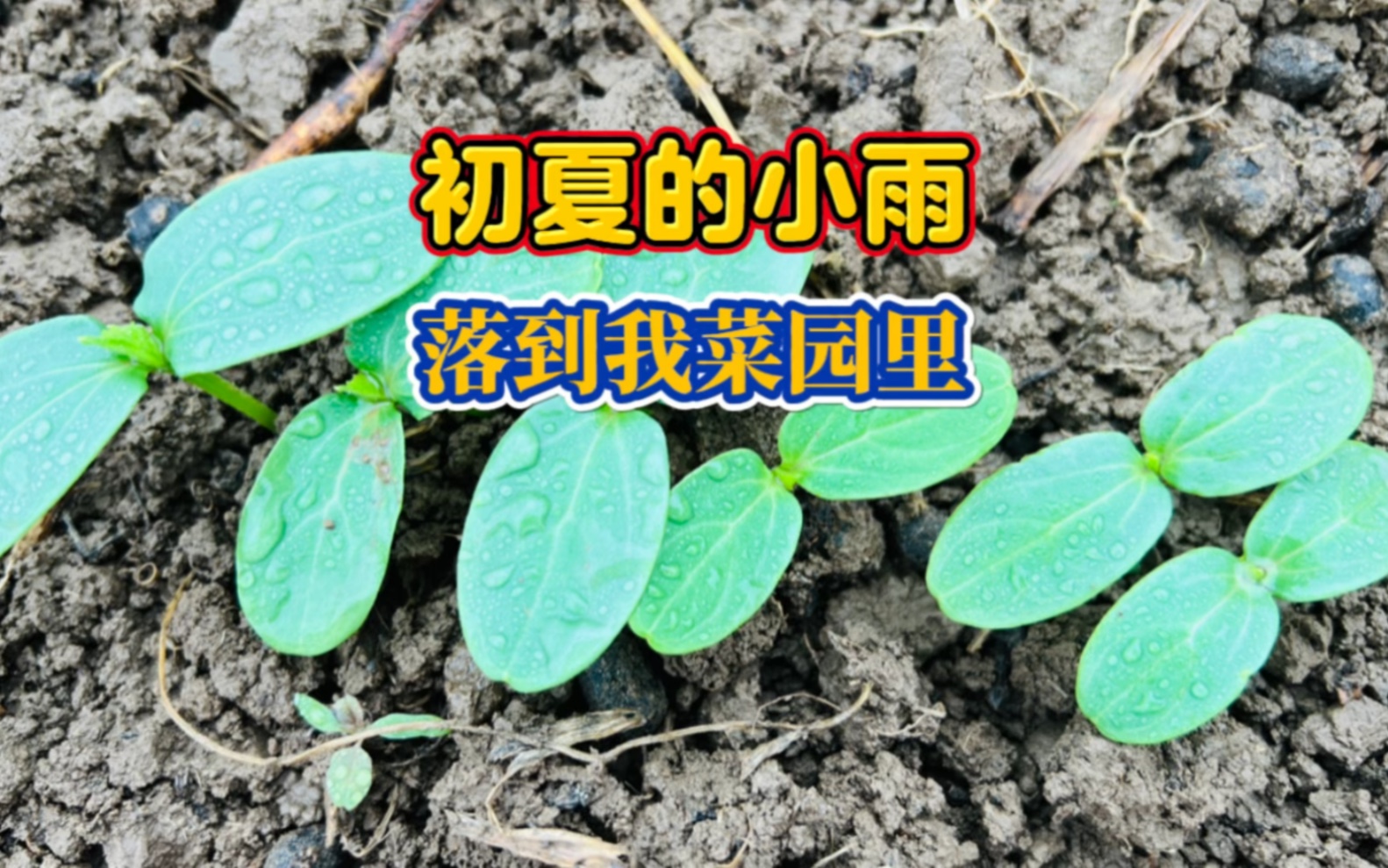 初夏的小雨,落到我的菜园里哔哩哔哩bilibili