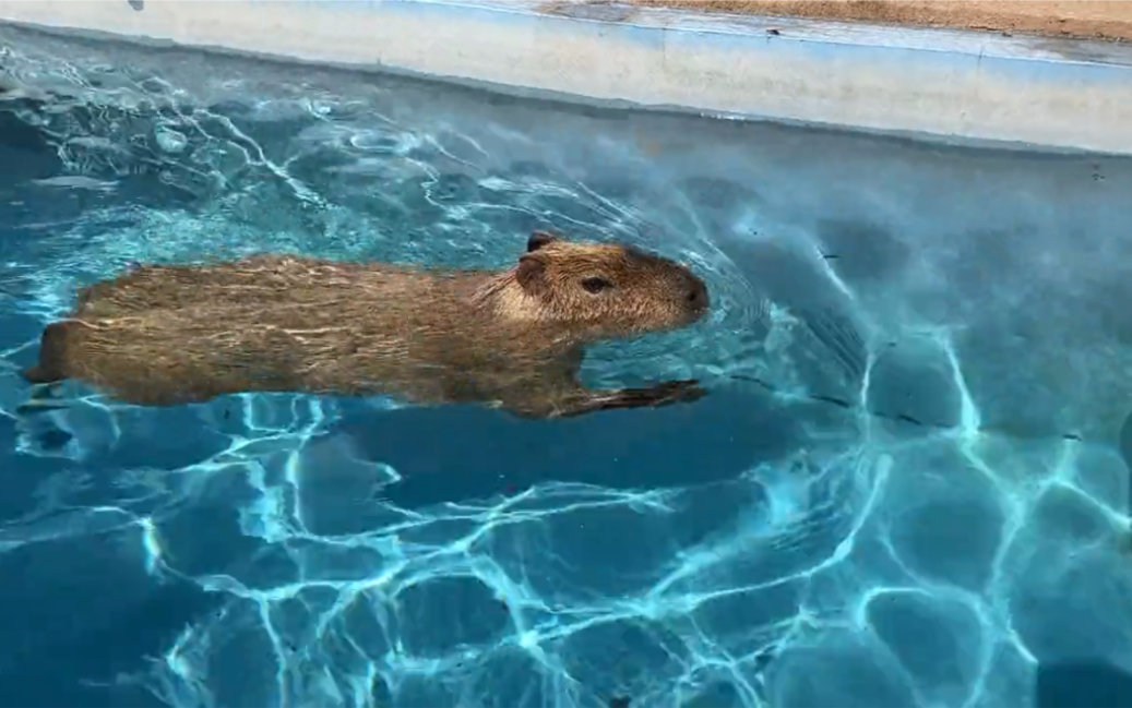 我梦到有一个豪宅,水豚在泳池里游泳(41464965)01