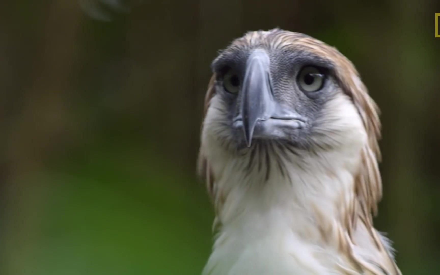 [图]Watch an Endangered Philippine Eagle Chick Grow Up in Rare Video | Nat Geo Wild