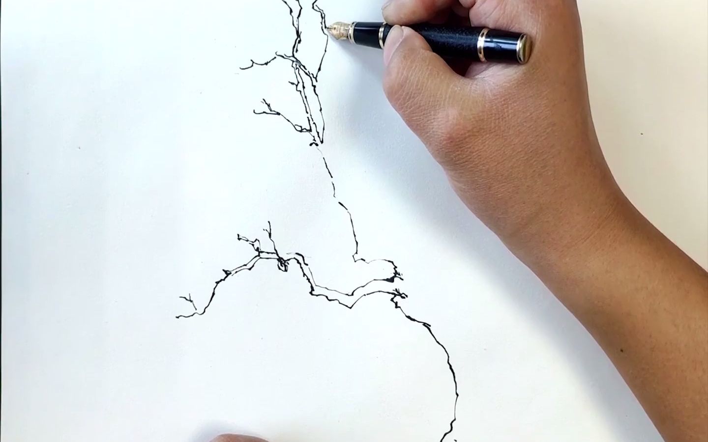 钢笔速写:槐树的画法