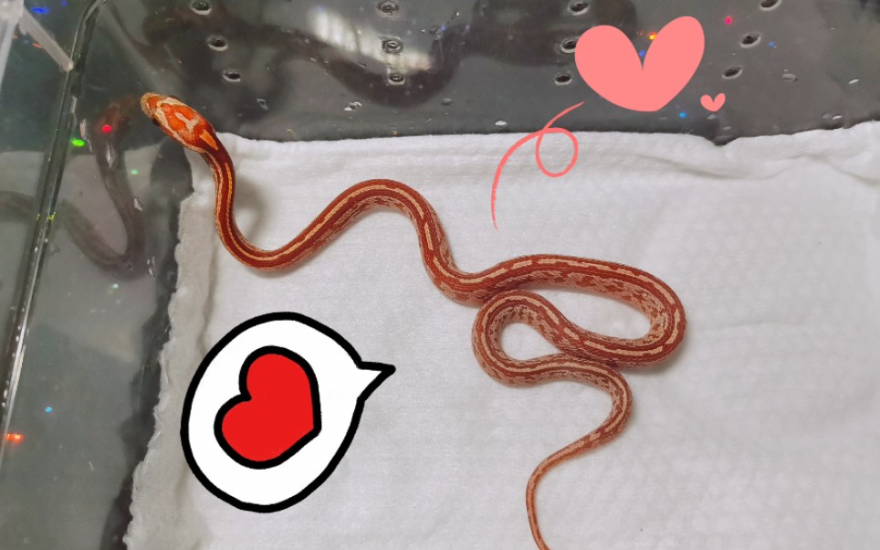 【玉米蛇】萌萌哒小显直,叫它草莓包可好~_哔哩哔哩 (゜-゜)つロ 干杯