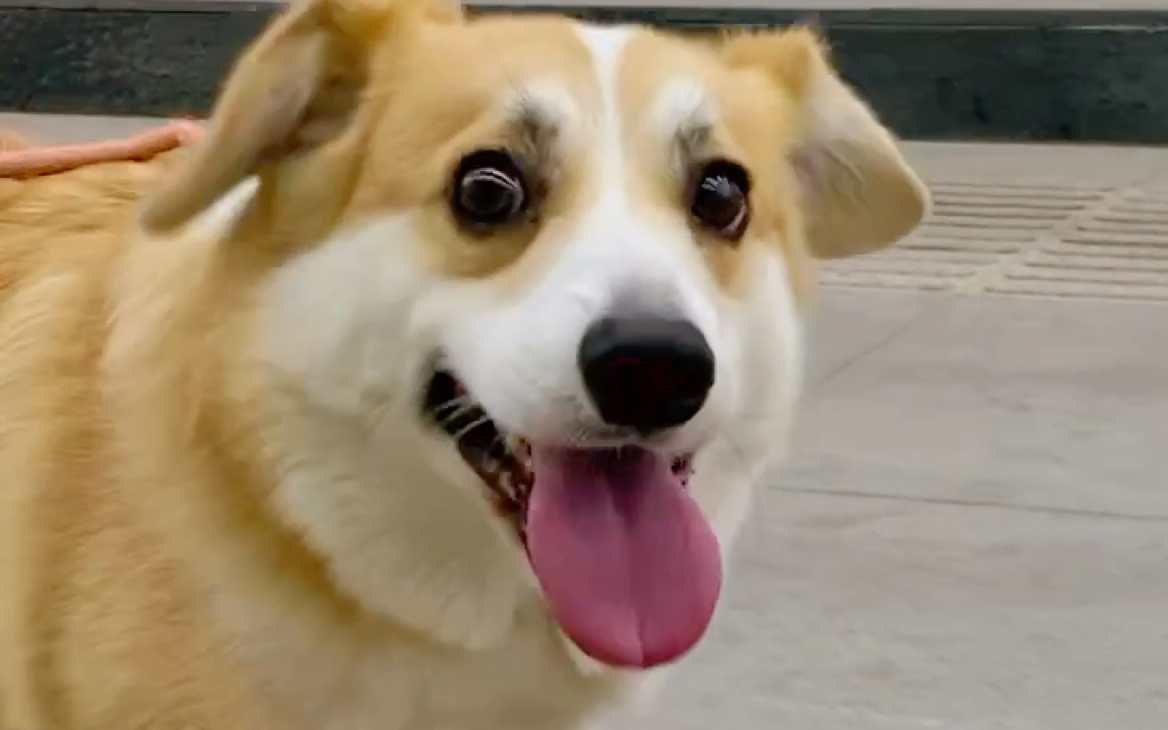 傻憨憨的小狗狗