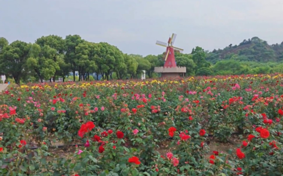 无锡雪浪山月季花海(二)哔哩哔哩bilibili