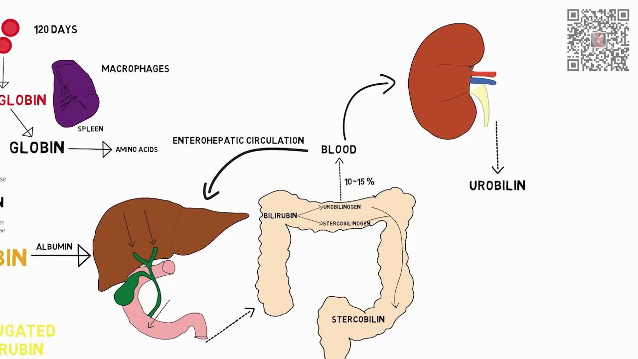 胆红素的代谢过程图片