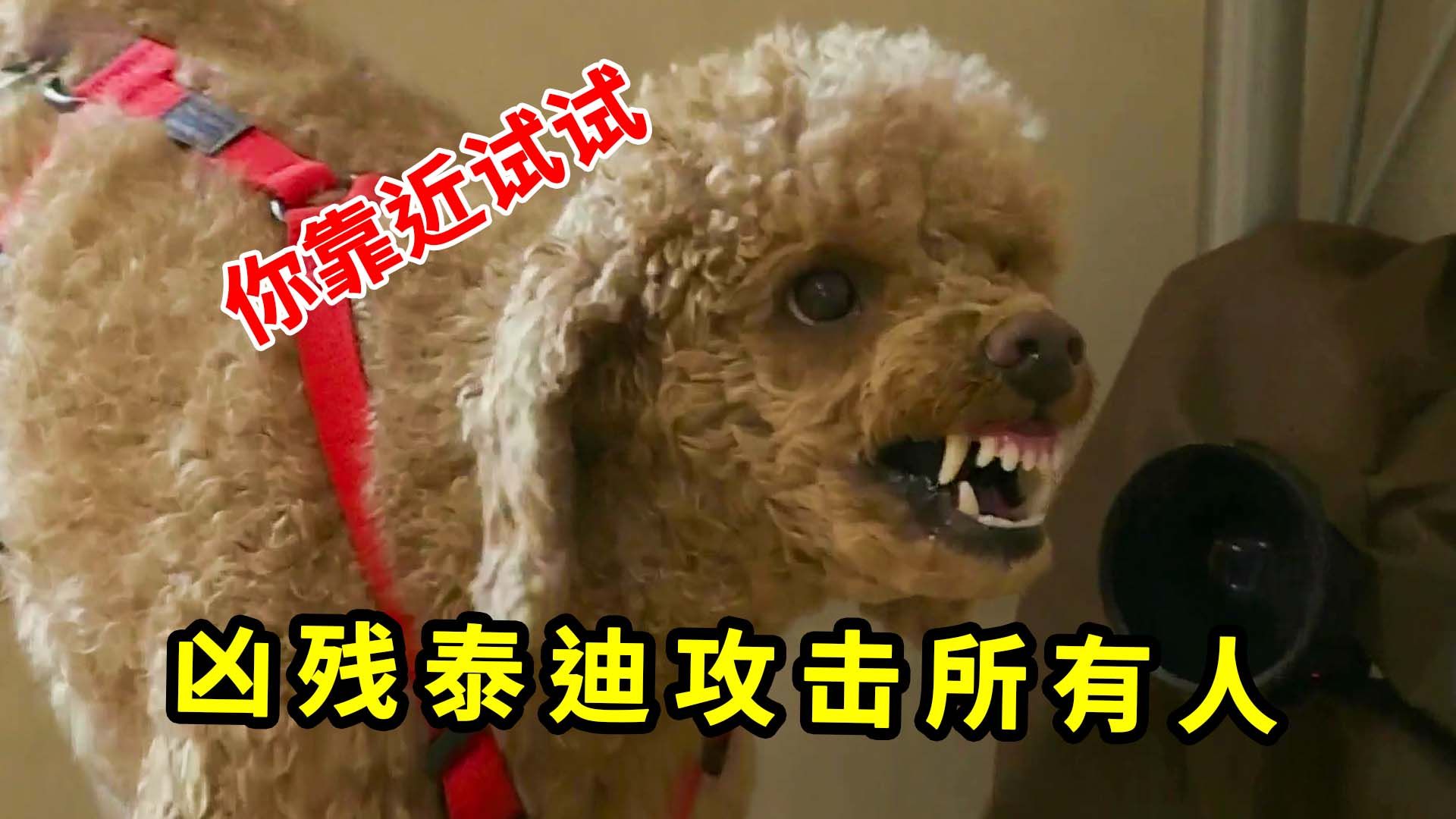 泰迪在家疯狂攻击,木板都被狗牙咬穿,最后被训犬师锁脖制服
