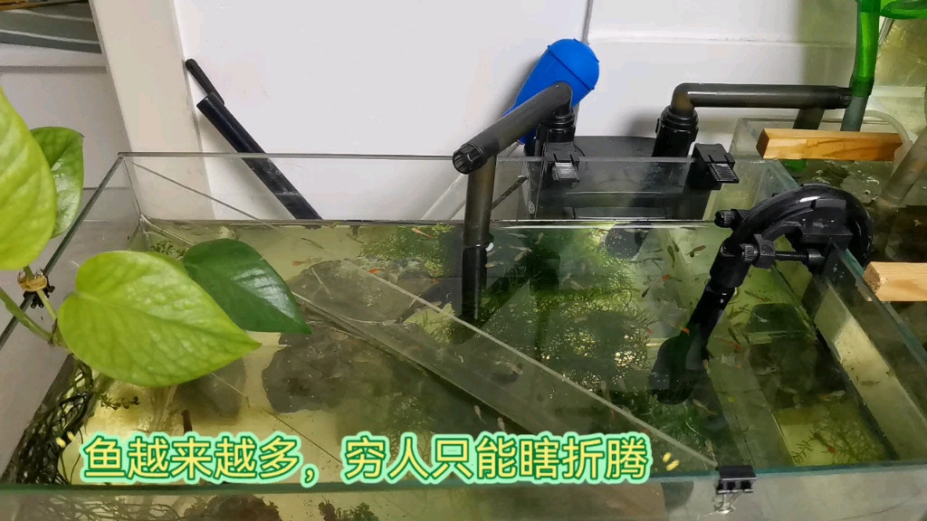 鱼缸虹吸过滤水流大小可调节断电自停来电自启动