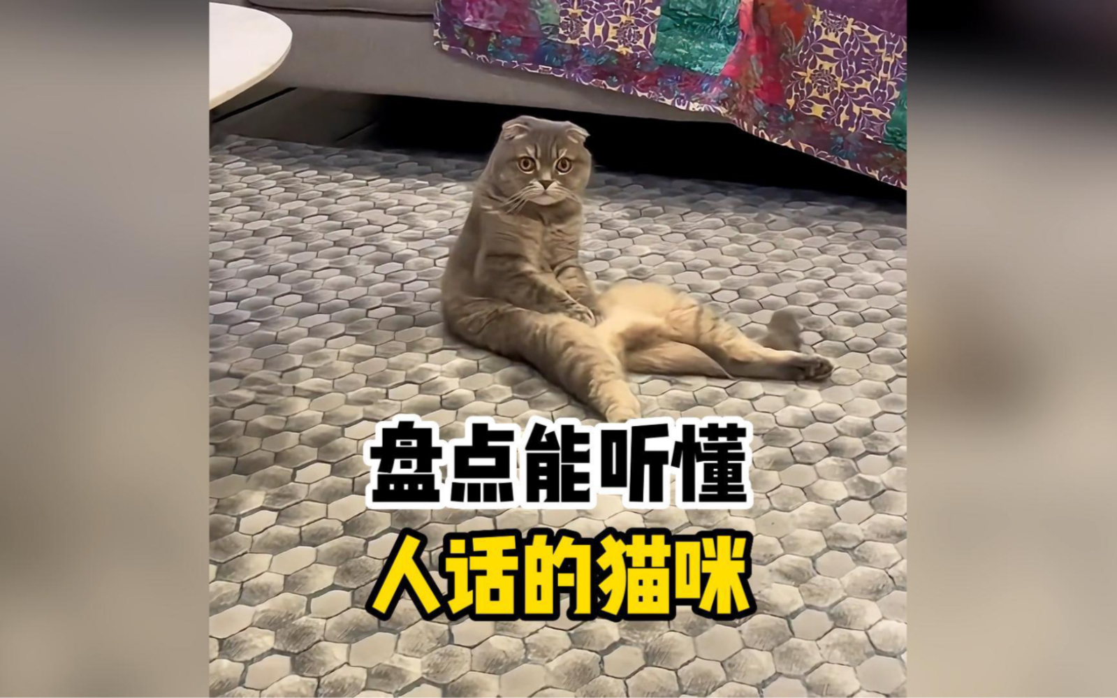 盘点会说话的猫咪,可以送去上学了哔哩哔哩bilibili