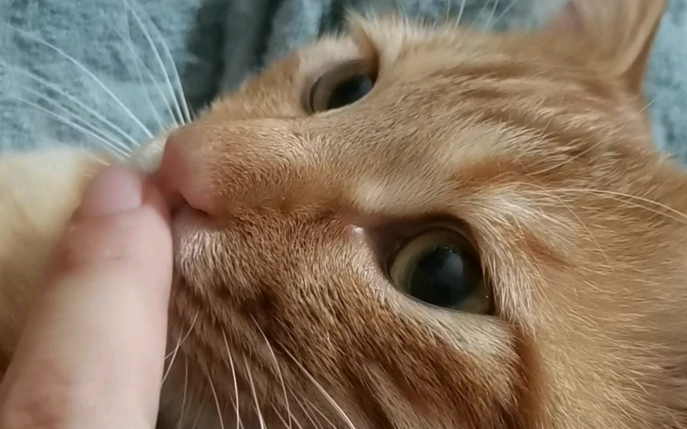 【橘猫】猫咪的小鼻子不要太好摸