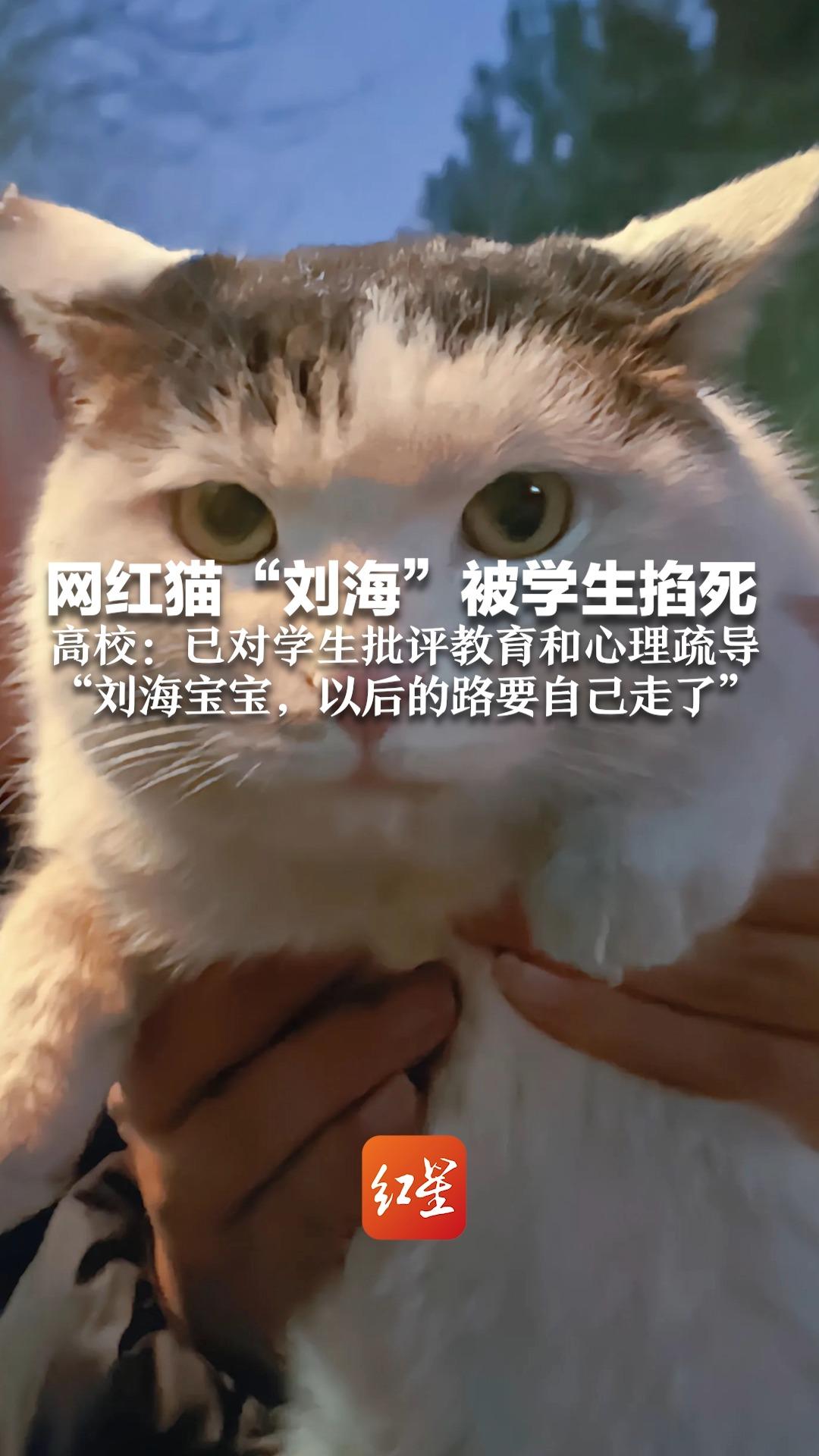网红猫刘海被学生掐死 高校:已对学生批评教育 心理疏导 刘海宝宝