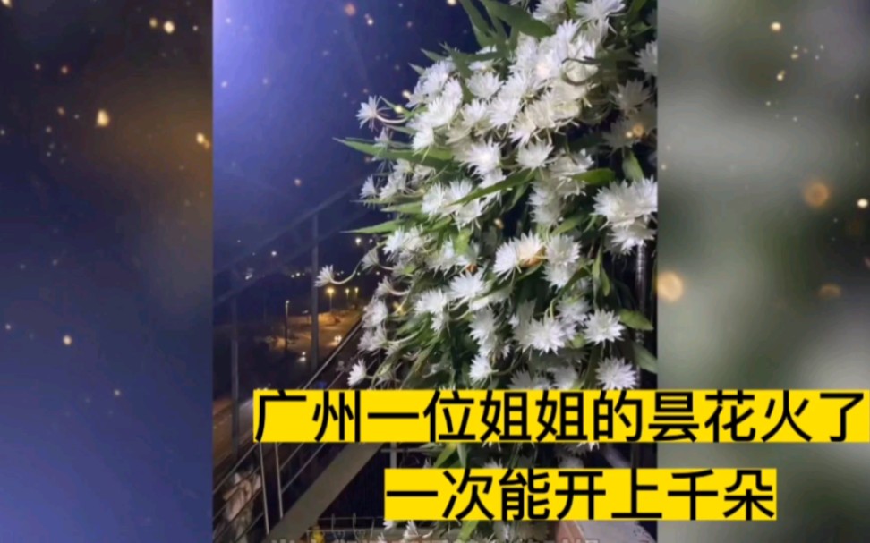 [图]广州一姐姐的昙花火了，网友直呼：太“壮观”，宛若仙境