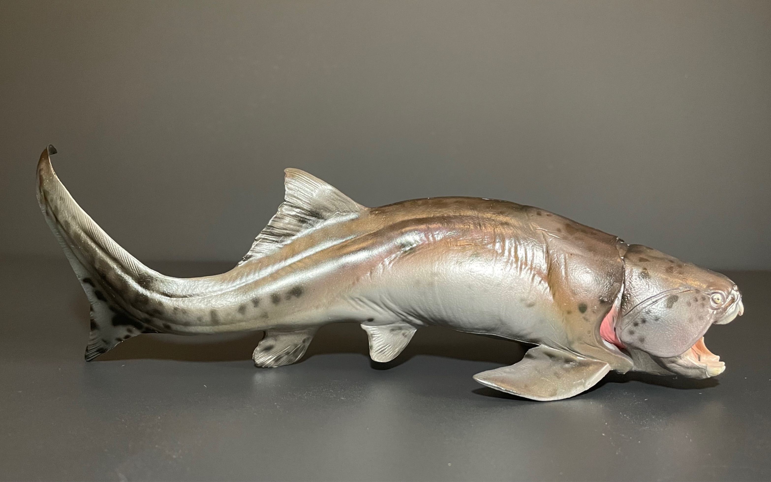 【pnso恐龙大王】邓氏鱼模型【邓氏鱼扎哈】展示留念