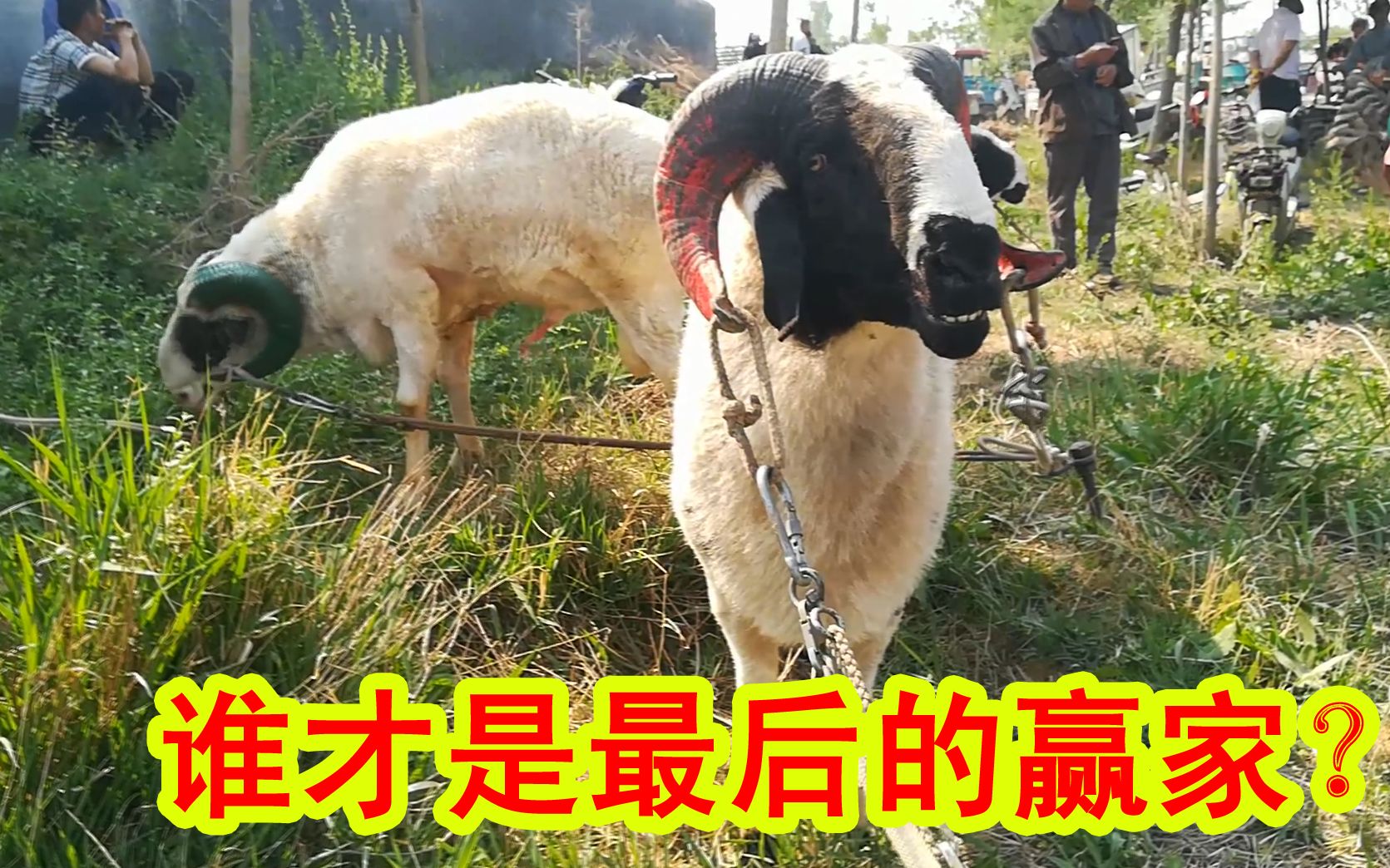 斗羊比赛上高手云集,几番战斗过后,优胜劣汰,就是这么残酷