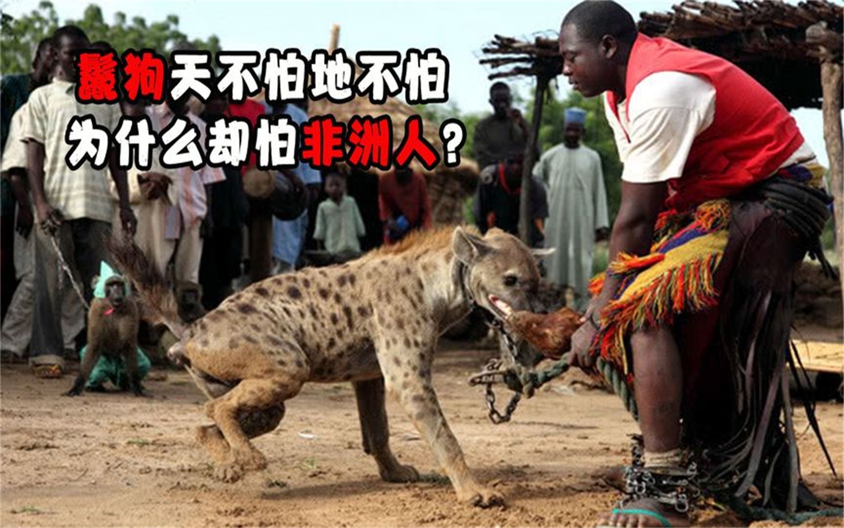 鬣狗天不怕地不怕,为什么却怕非洲人?看看非洲人怎么对待它们的