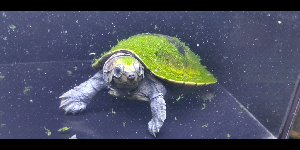 大头盾龟亚马逊大头侧颈龟peltocephalusdumerilianus幼体