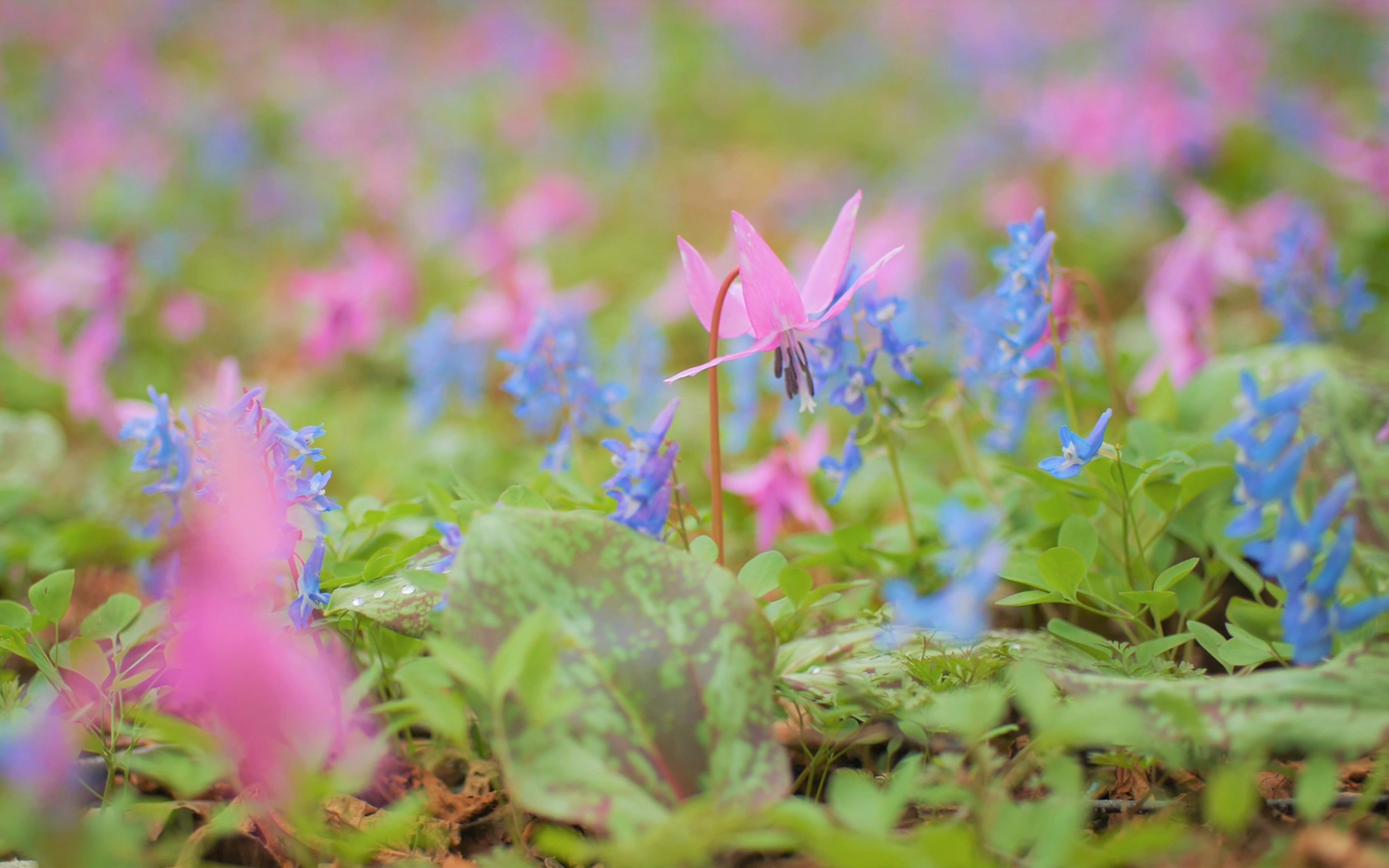 【4k】浦臼神社境内的石蜡草 2021_哔哩哔哩_bilibili