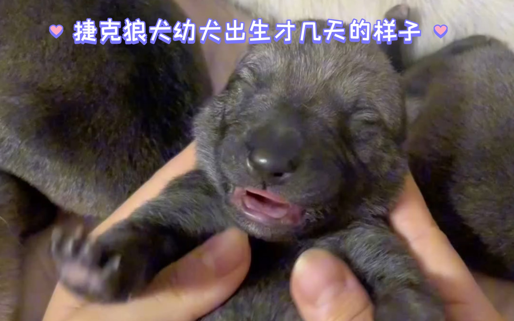 刚出生几天的捷克狼犬幼犬 按摩这个舒服啊