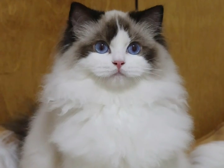 布偶猫 谁能不为小猫咪着迷呀