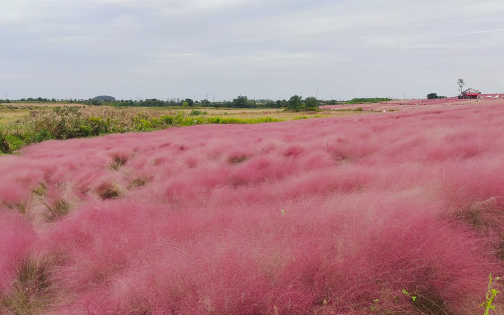 回忆夏天 在粉黛草盛开的时节,感受下粉色花海