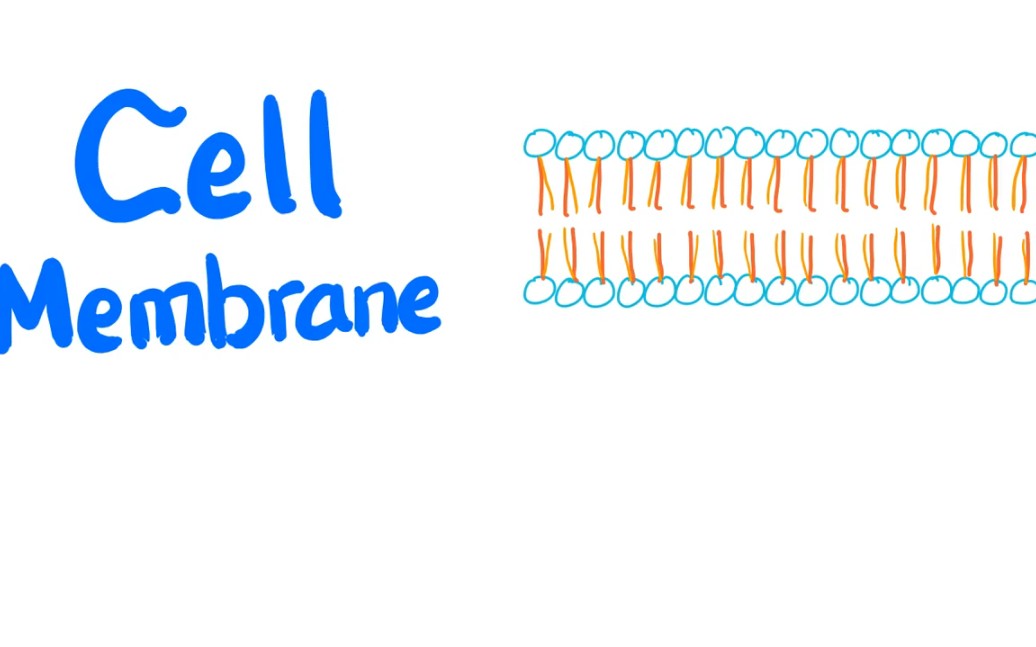 cell membrane (lipid-bilayer)