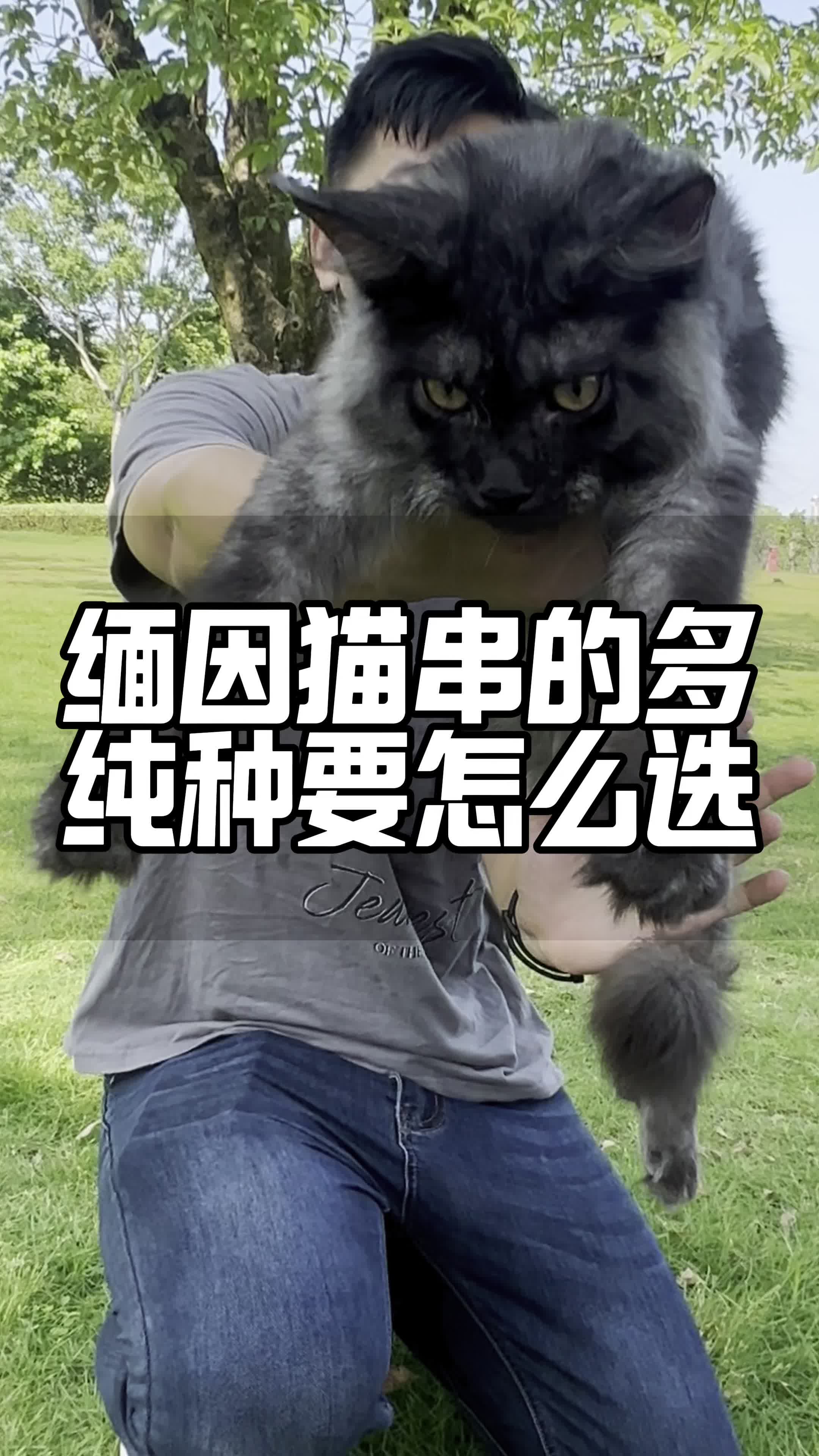 缅因猫体型有多大图片