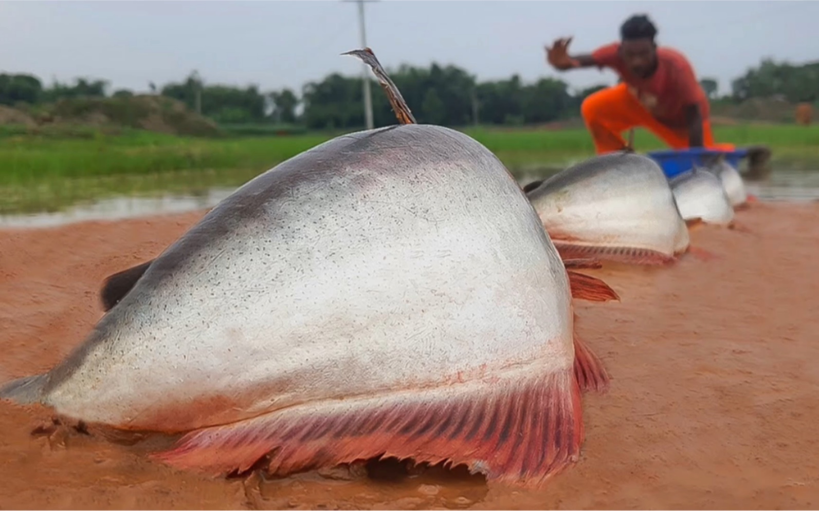 户外捕鱼#捕鱼#出海捕鱼#户外撒网捕鱼#捕鱼达人