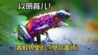 Download Video: 青蛙界里的绝命毒师，自己产下的卵作为后代口粮！