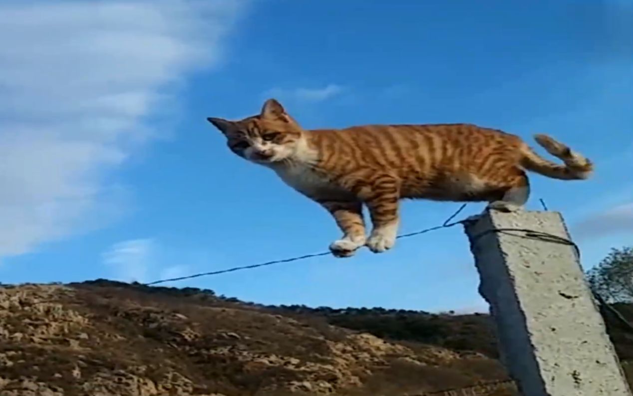 猫咪实力表演走钢丝,每一步都让人手心冒汗_哔哩哔哩 (゜-゜)つロ