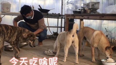 繁殖期头领狗王在地盘做记号 小虎斑犬见土狗大黄以为是爸爸 直接冲了过去 哔哩哔哩 Bilibili 繁殖期头领狗王在地盘做记号 小虎斑犬见土狗大黄以为是爸爸 直接冲了过去 哔哩哔哩 Bilibili