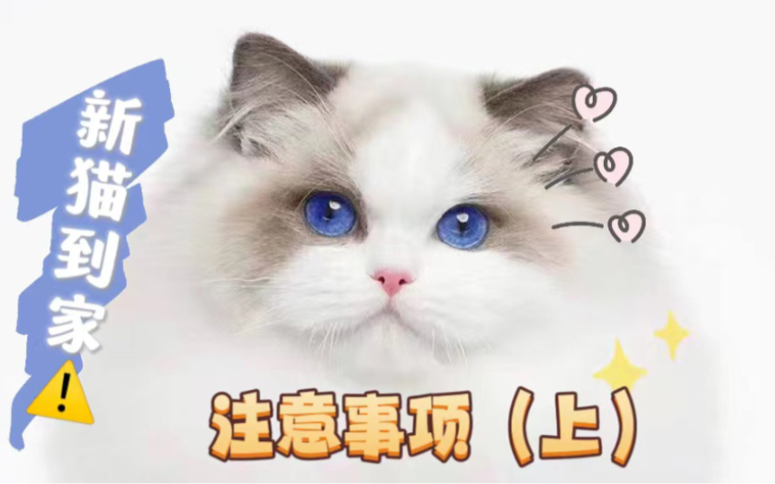 新手第一次养猫小帖士(上)哔哩哔哩bilibili