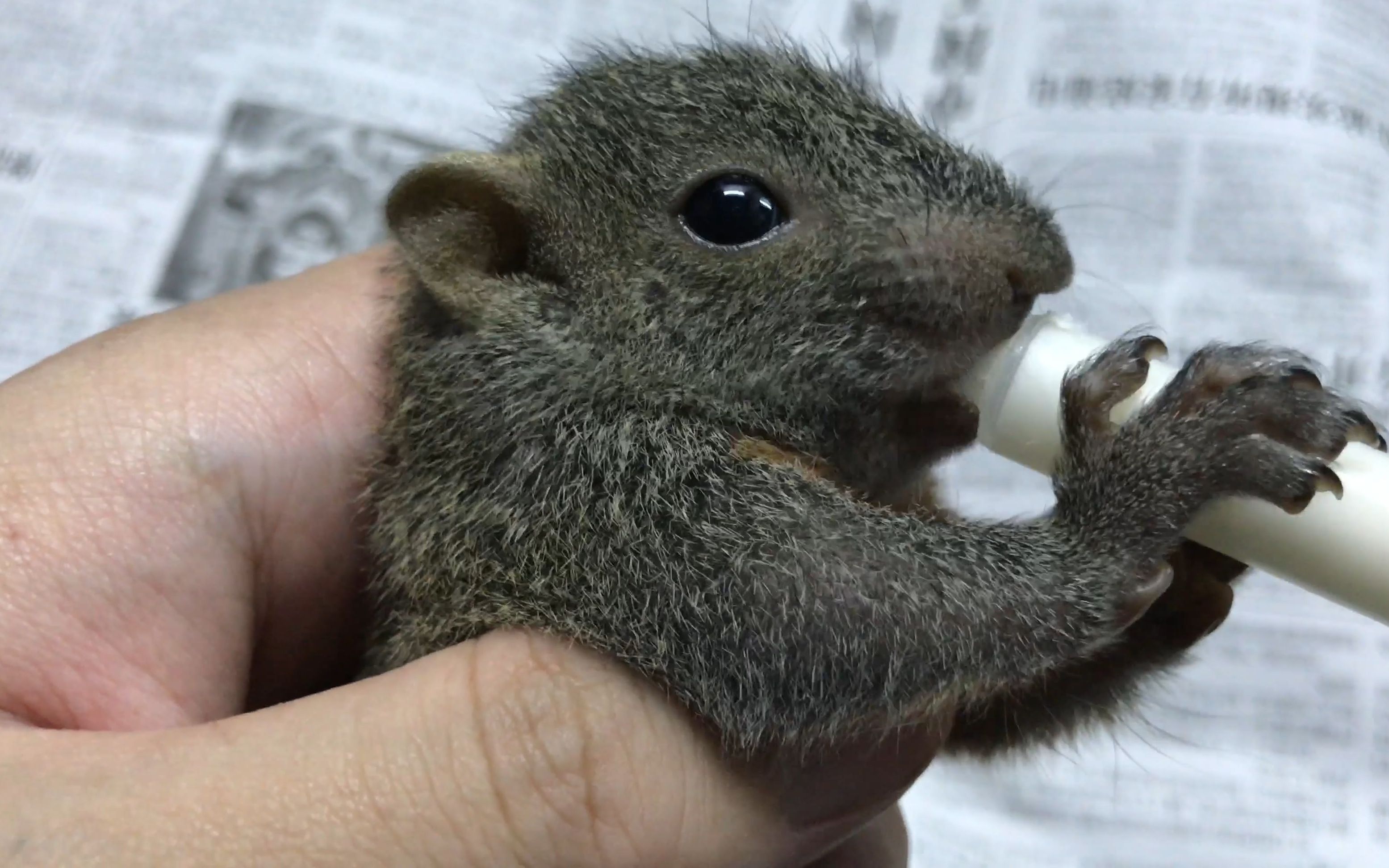 红腹松鼠宝宝日常喝酸奶56