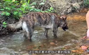 下载视频: 因为抓捕工作把自己累趴下，这么敬业的虎斑你们见过吗？