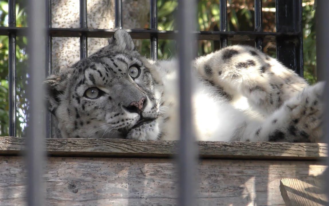 滨松市动物园 悠闲的雪豹
