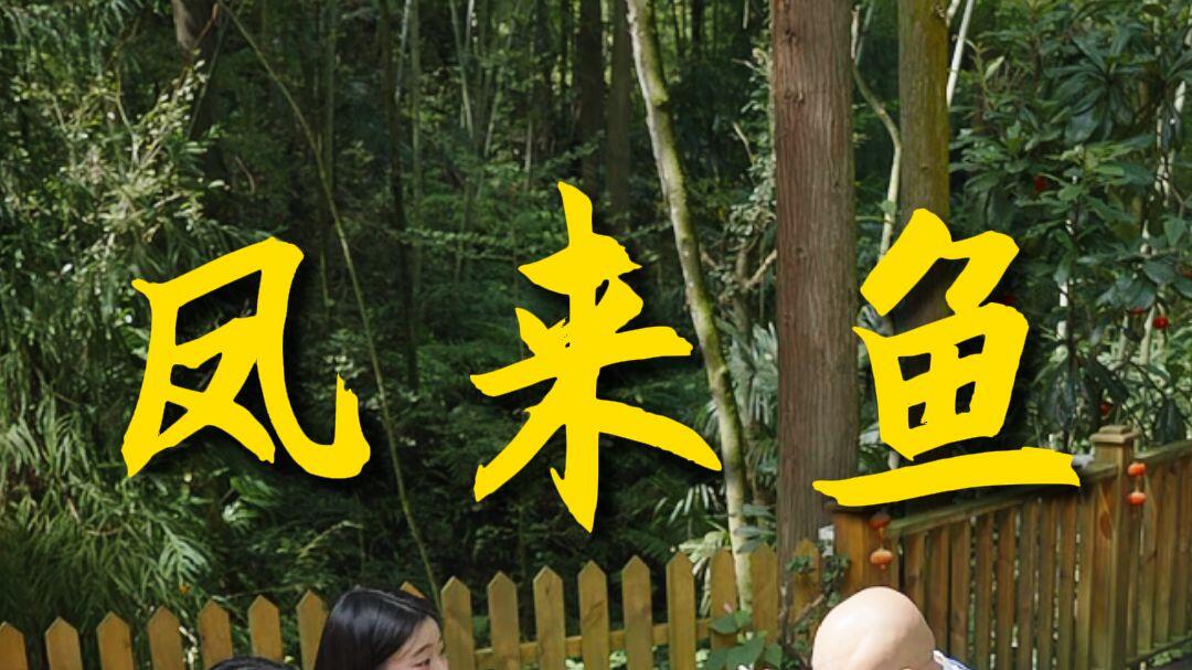 吃过凤来鱼的都晓得，重庆的特色果然名不虚传，又麻又辣又香！_哔哩哔哩_bilibili