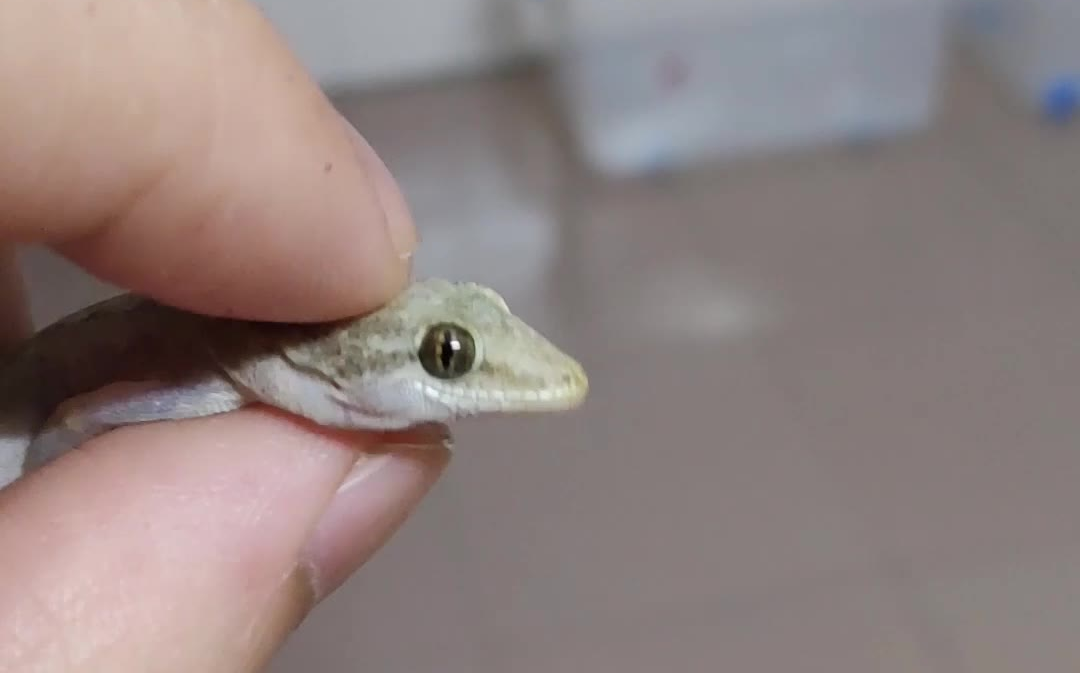 [原尾蜥虎] 不错不错,很乖的壁虎 77(67 70 6771)